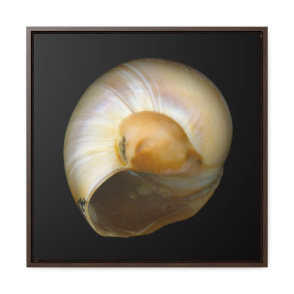 Moon Snail Shell Shark's Eye Umbilical | Framed Canvas | Black Background