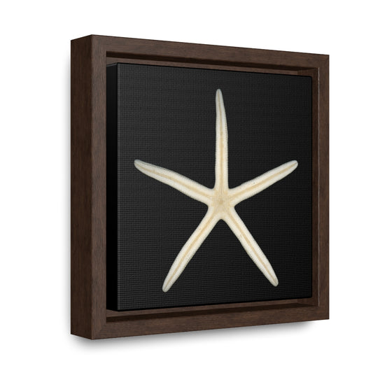 Finger Starfish Shell Bottom | Framed Canvas | Black Background