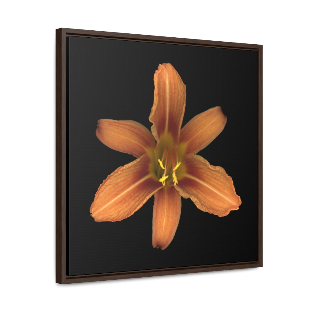 Orange Daylily Flower | Framed Canvas | Black Background