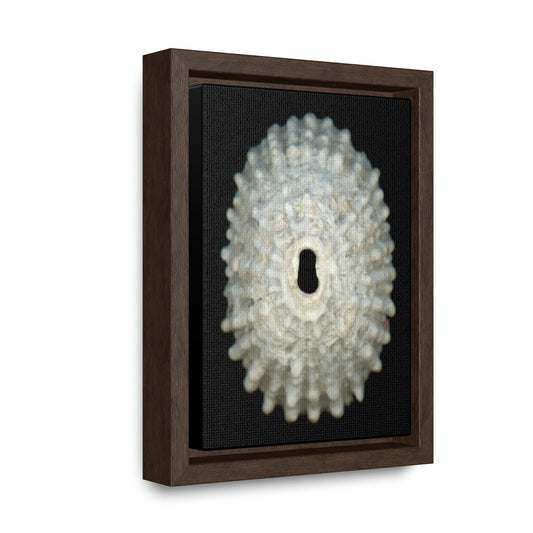 Keyhole Limpet Shell White Exterior | Framed Canvas | Black Background