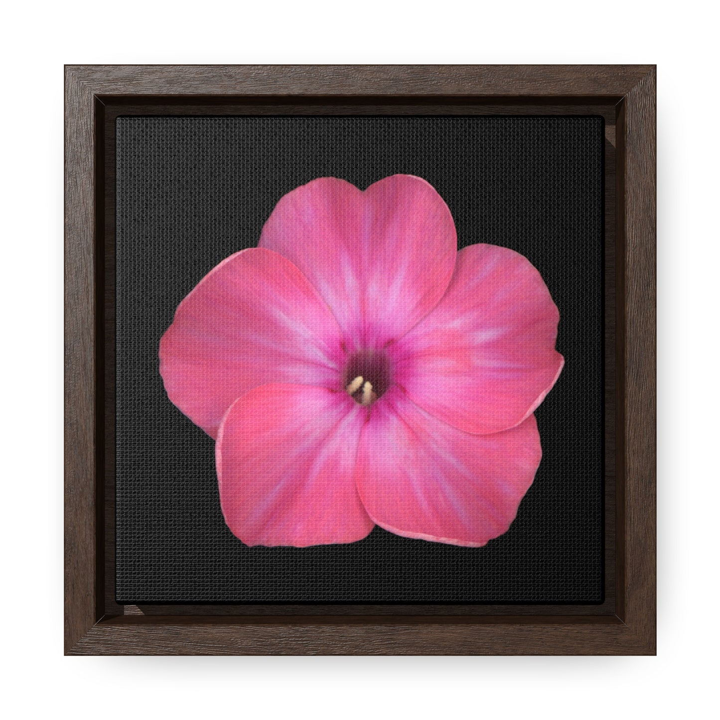 Phlox Flower Detail Pink | Framed Canvas | Black Background