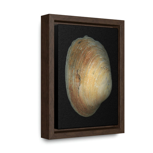 Quahog Clam Shell Purple Right Exterior | Framed Canvas | Black Background