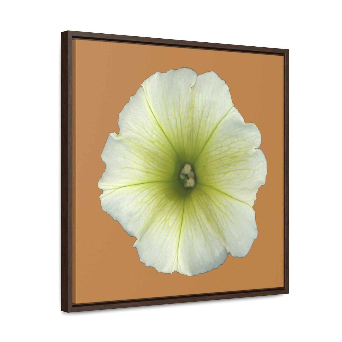 Petunia Flower Yellow-Green | Framed Canvas | Camel Brown Background