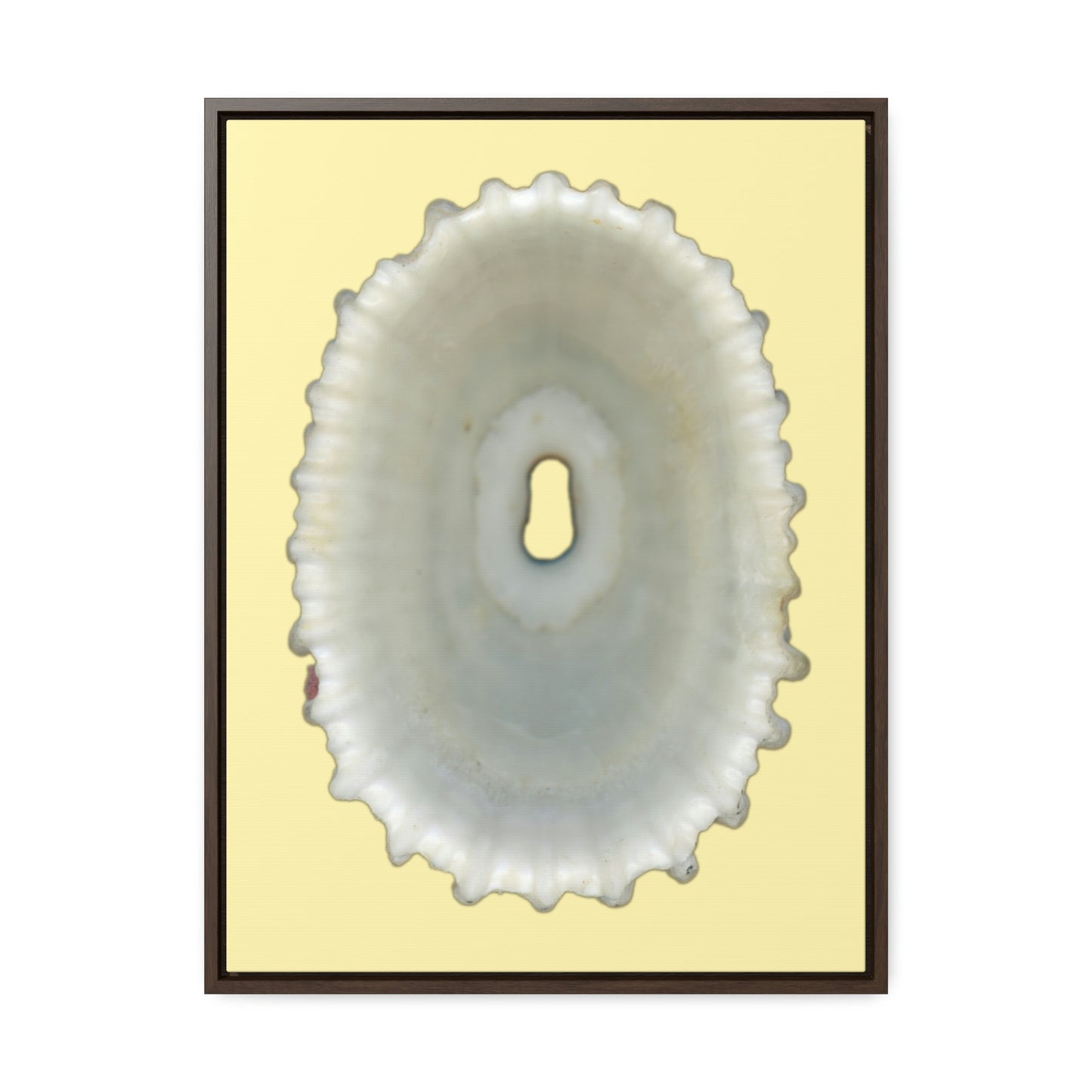 Keyhole Limpet Shell White Interior | Framed Canvas | Sunshine Background