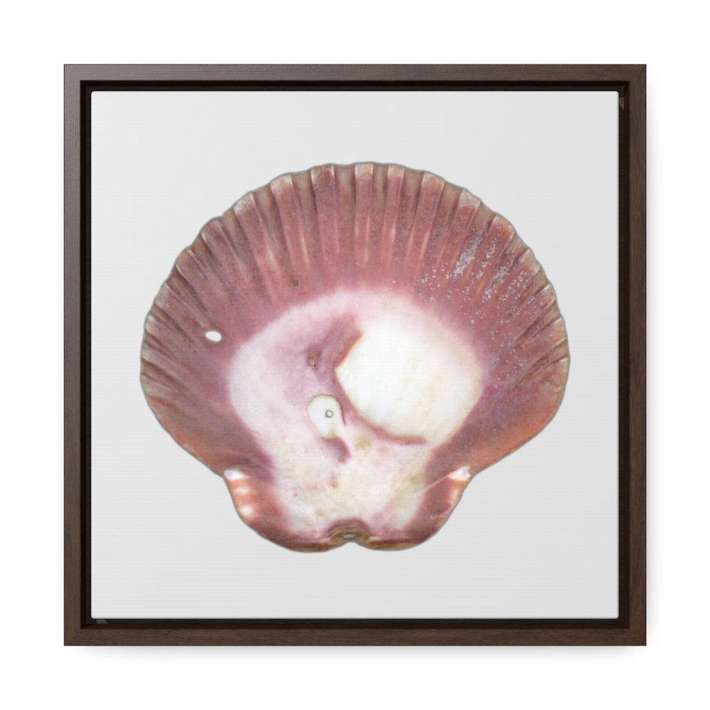 Scallop Shell Magenta Left Exterior | Framed Canvas | Silver Background