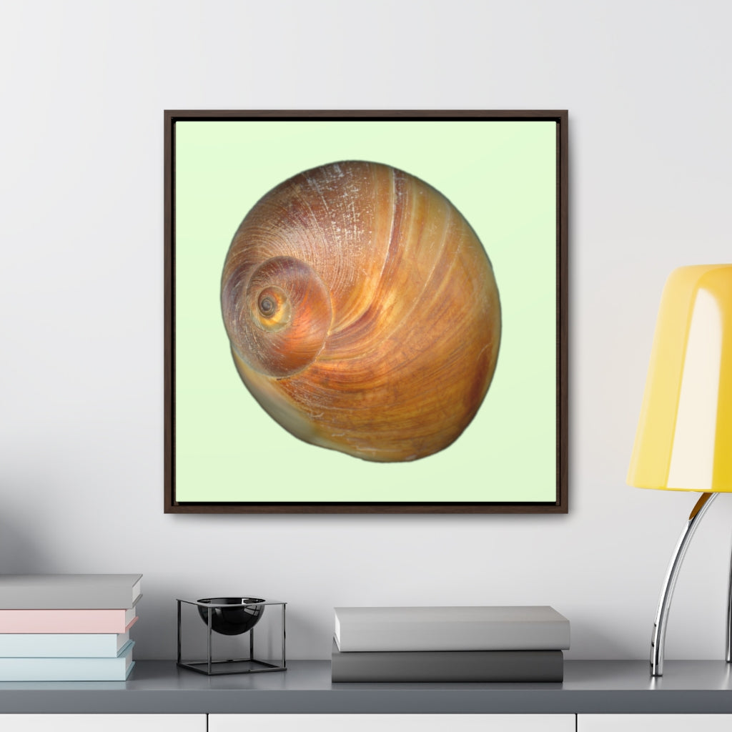 Moon Snail Shell Shark's Eye Apical | Framed Canvas | Sea Glass Background