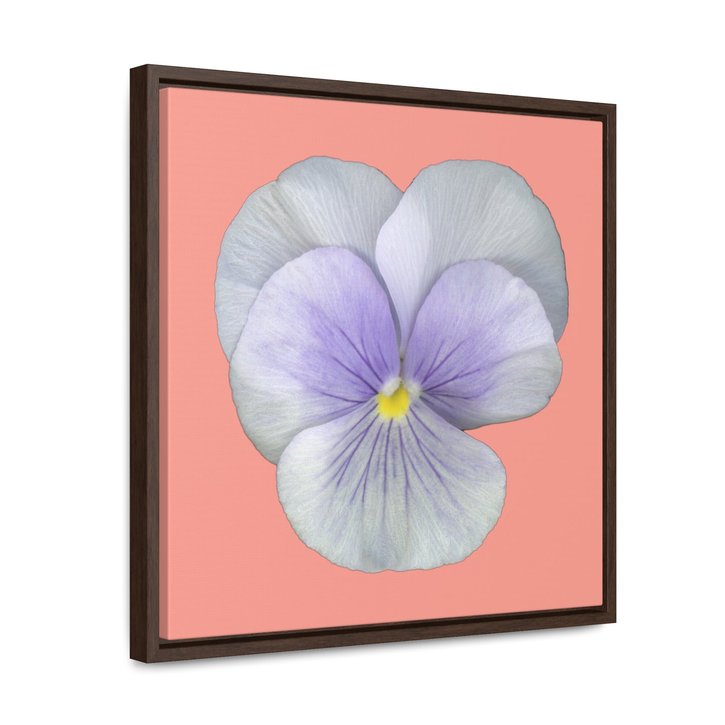 Pansy Viola Flower Lavender | Framed Canvas | Flamingo Pink Background