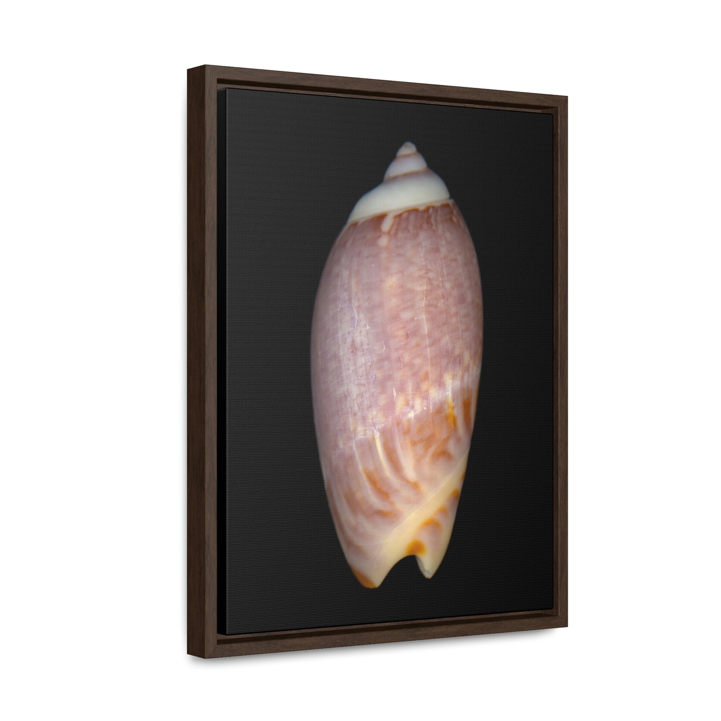 Olive Snail Shell Brown Dorsal | Framed Canvas | Black Background