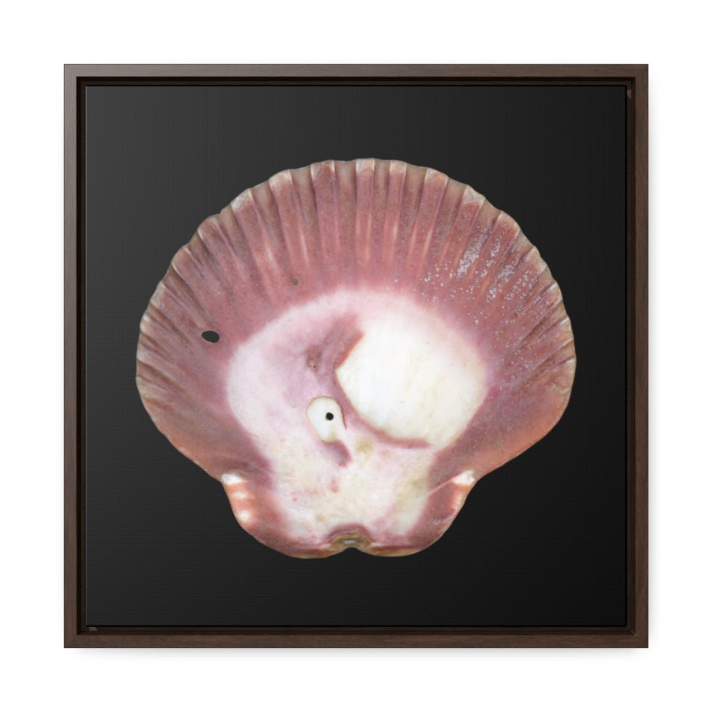 Scallop Shell Magenta Left Exterior | Framed Canvas | Black Background