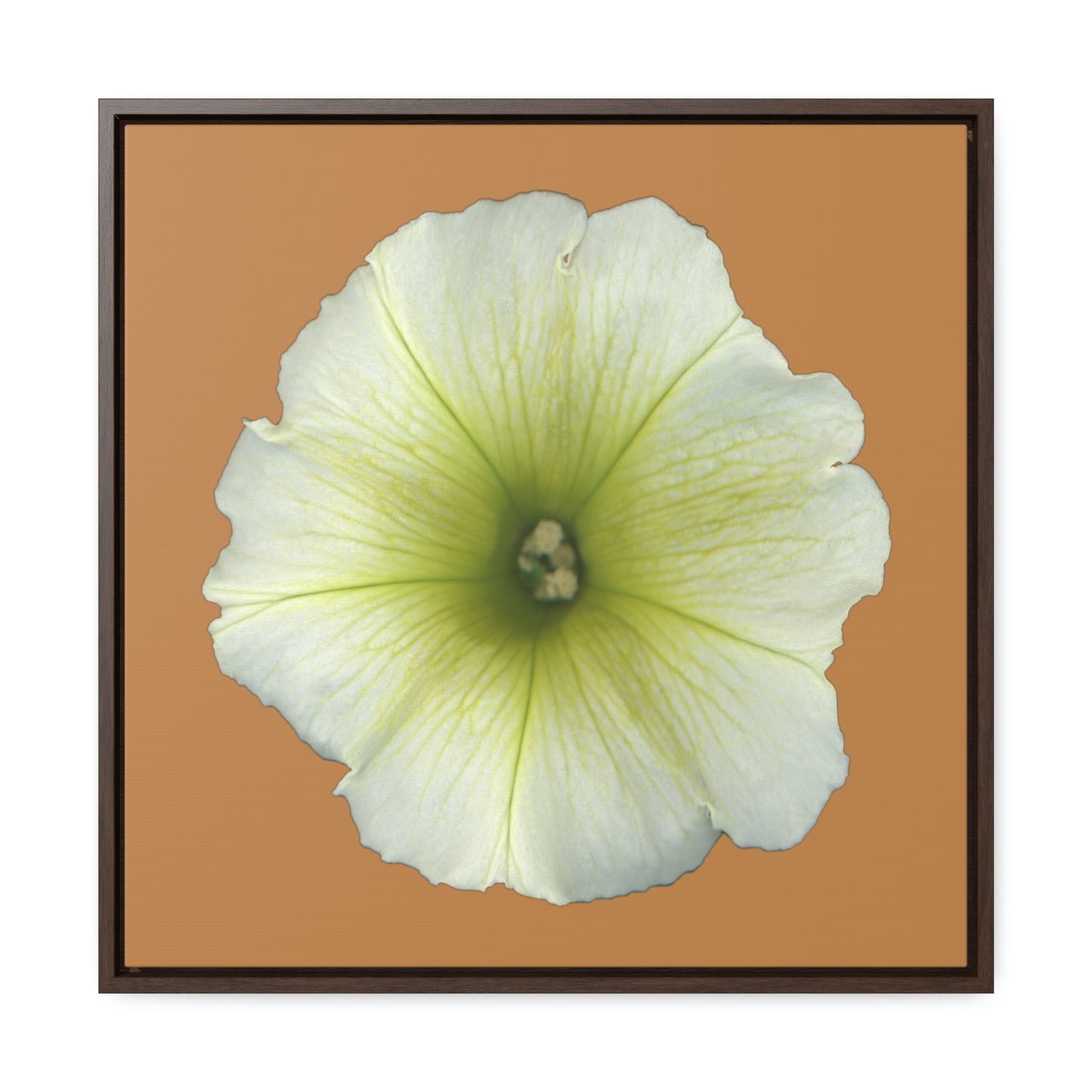 Petunia Flower Yellow-Green | Framed Canvas | Camel Brown Background