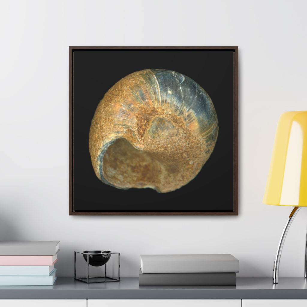 Moon Snail Shell Black & Rust Umbilical | Framed Canvas | Black Background