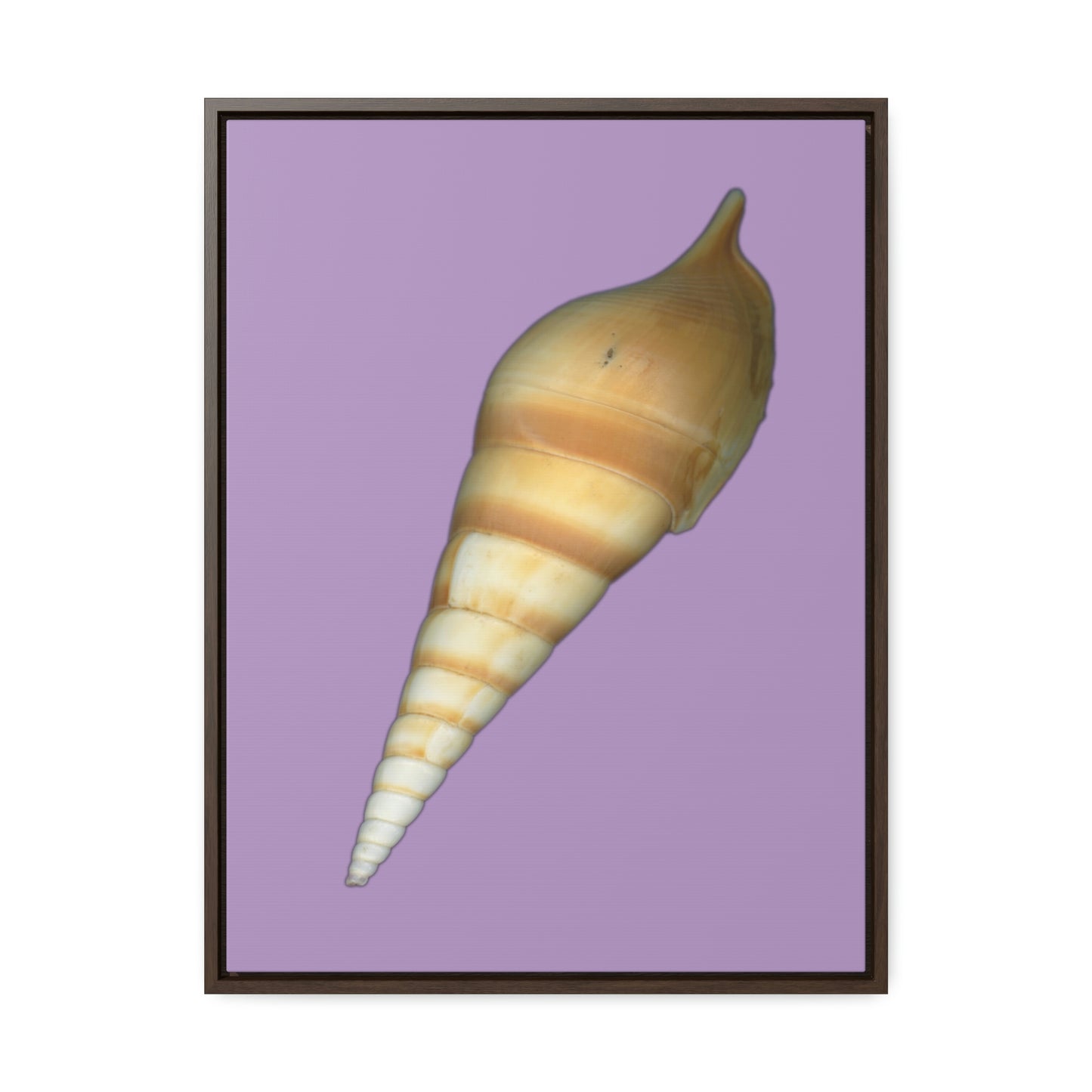 Turrid Shell Tan Dorsal | Framed Canvas | Lavender Background