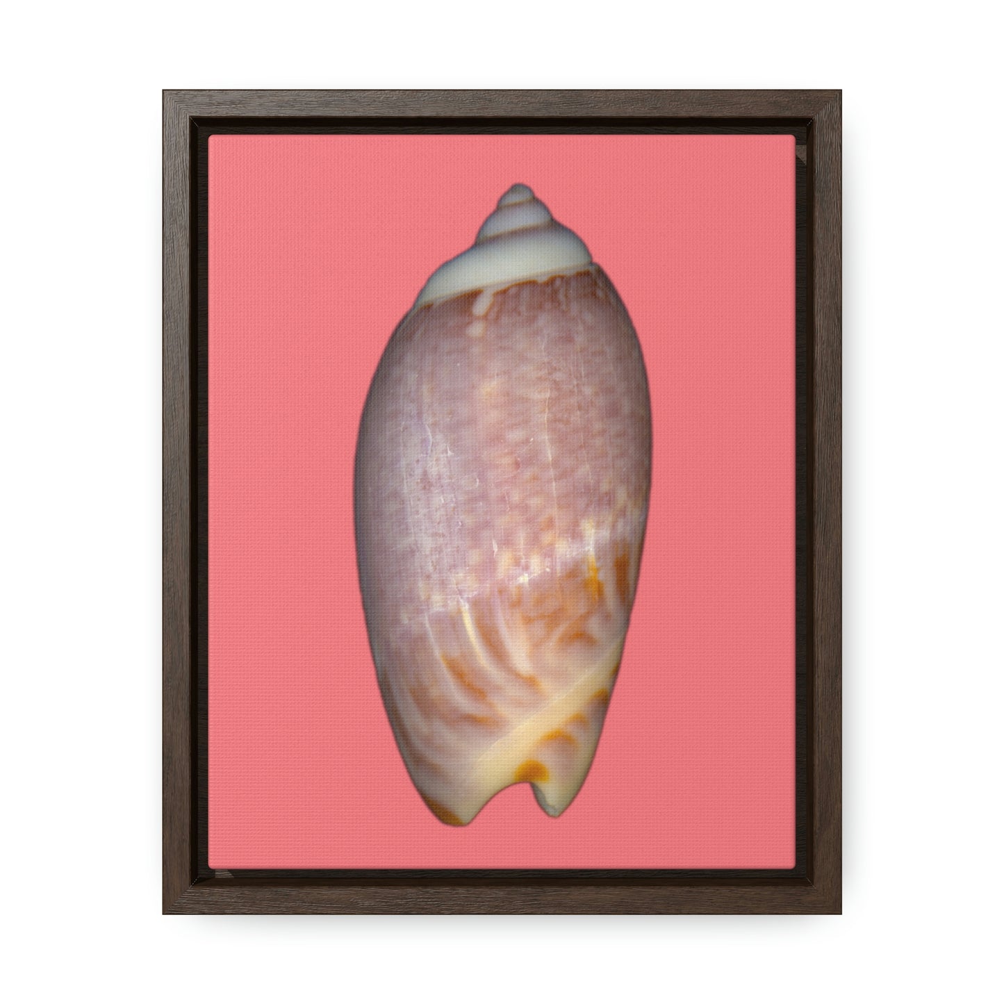 Olive Snail Shell Brown Dorsal | Framed Canvas | Salmon Background