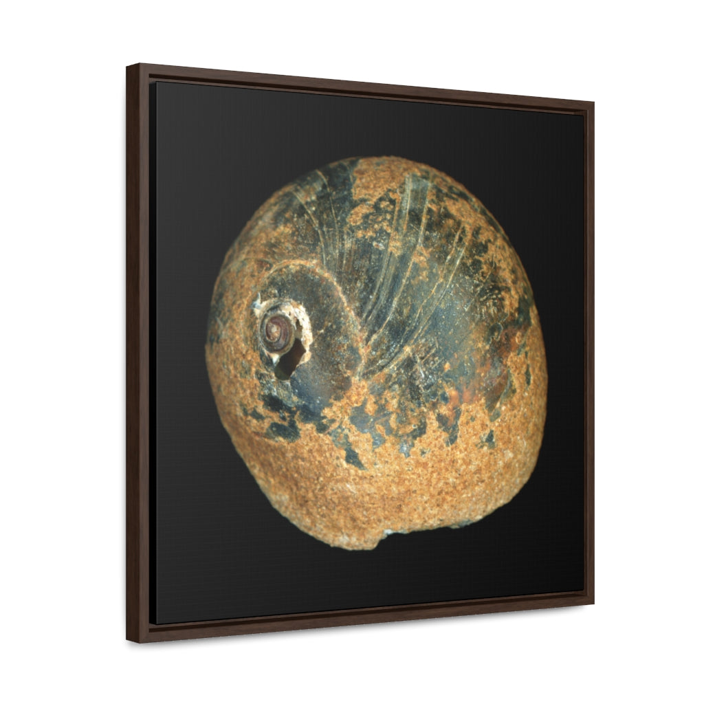 Moon Snail Shell Black & Rust Apical | Framed Canvas | Black Background