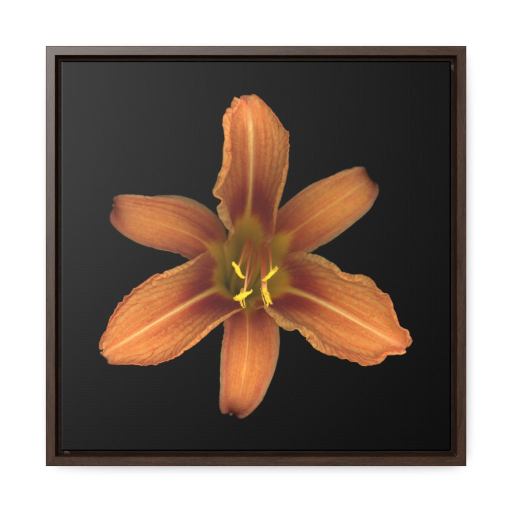 Orange Daylily Flower | Framed Canvas | Black Background