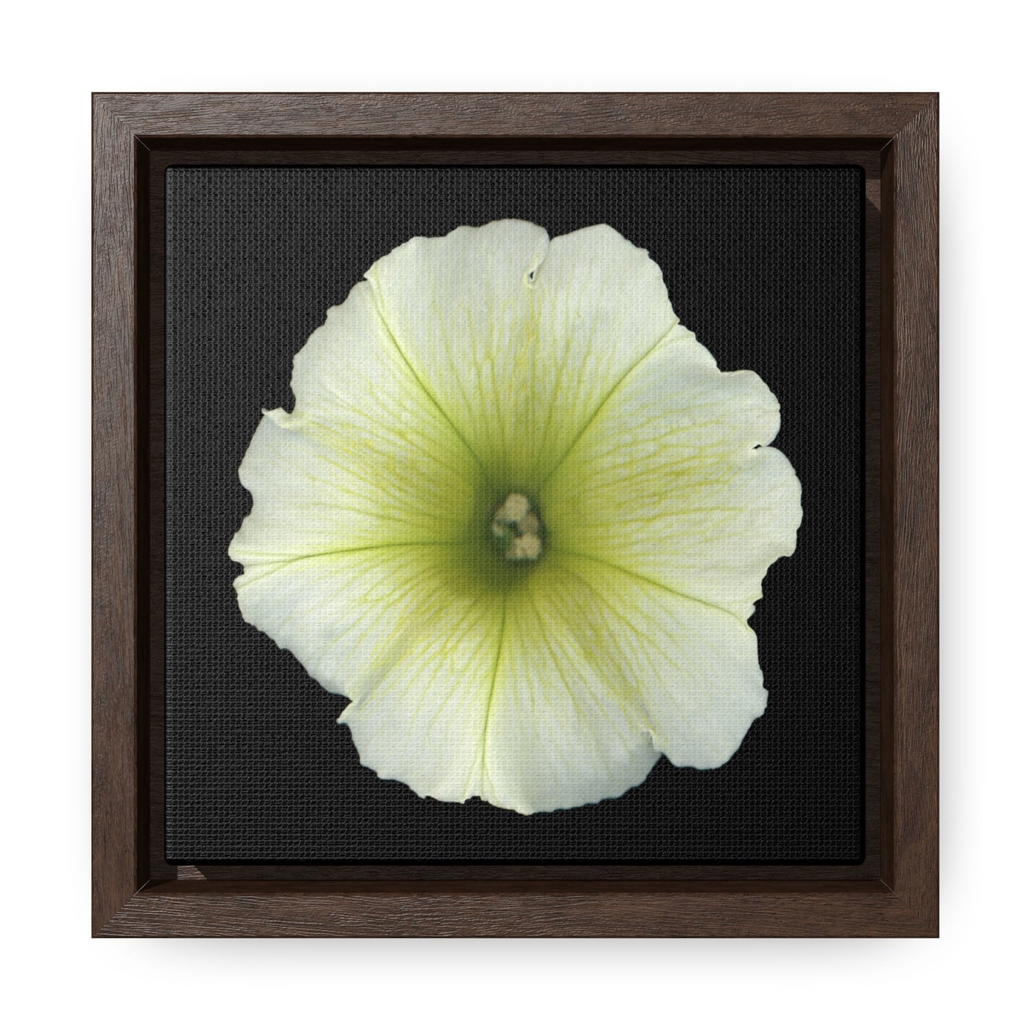 Petunia Flower Yellow-Green | Framed Canvas | Black Background