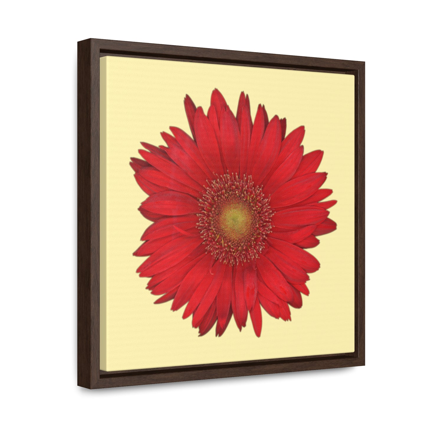 Gerbera Daisy Flower Red | Framed Canvas | Sunshine Background