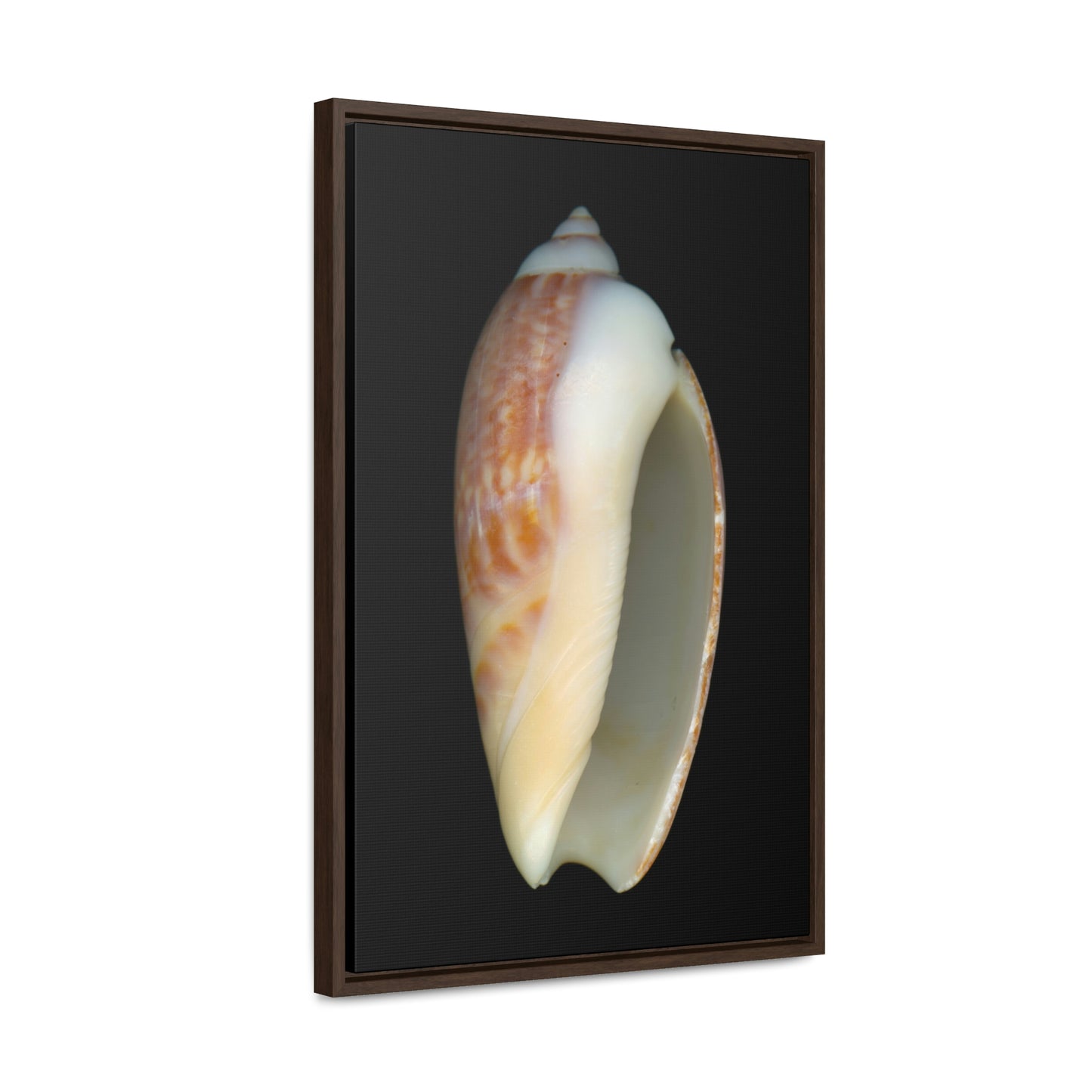 Olive Snail Shell Brown Apertural | Framed Canvas | Black Background