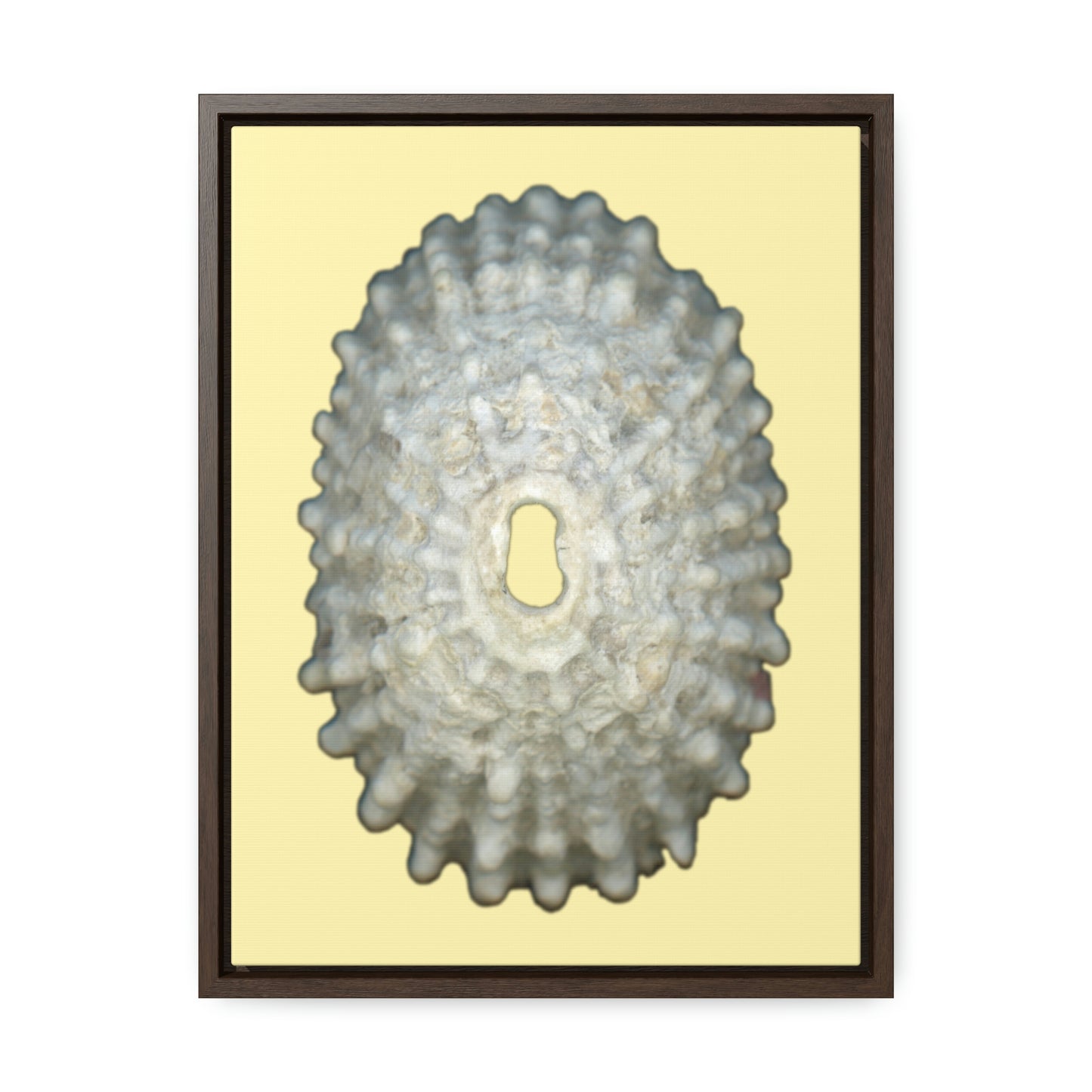 Keyhole Limpet Shell White Exterior | Framed Canvas | Sunshine Background