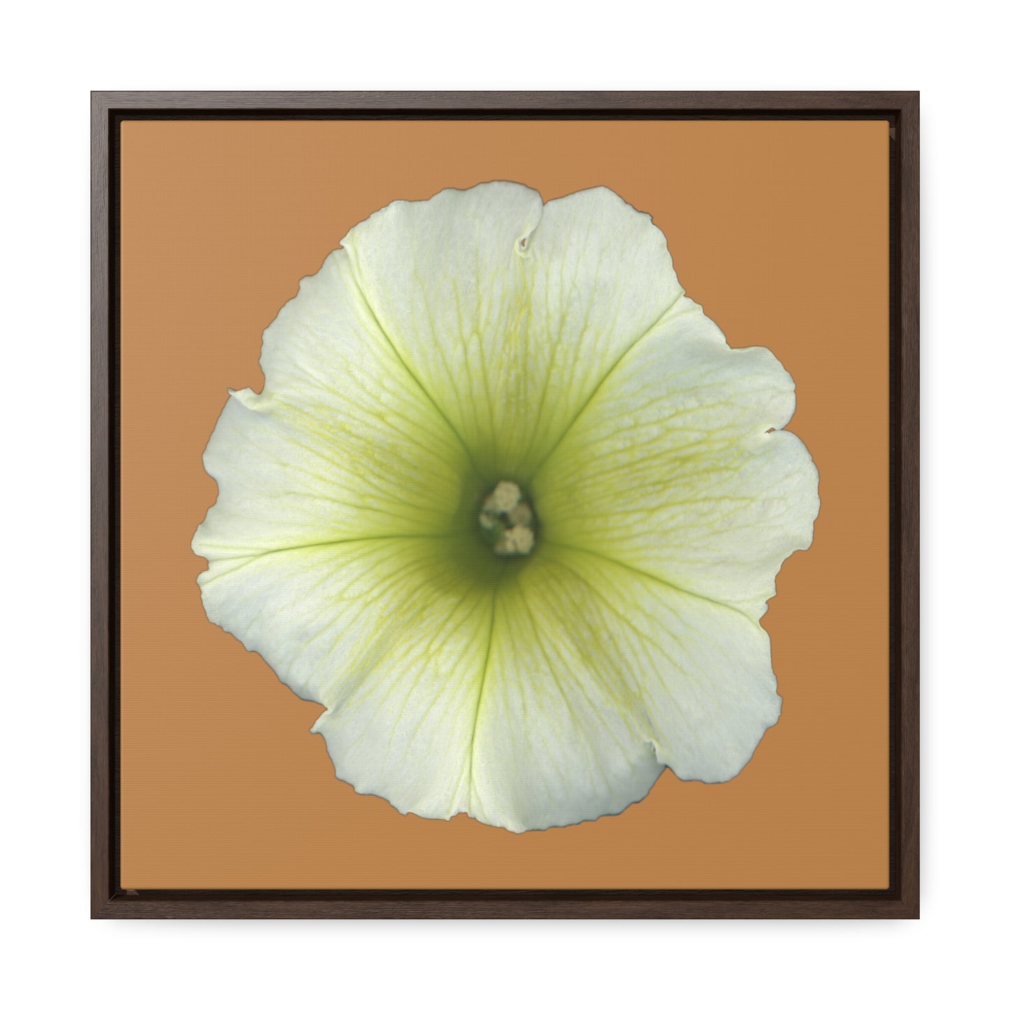 Petunia Flower Yellow-Green | Framed Canvas | Camel Brown Background