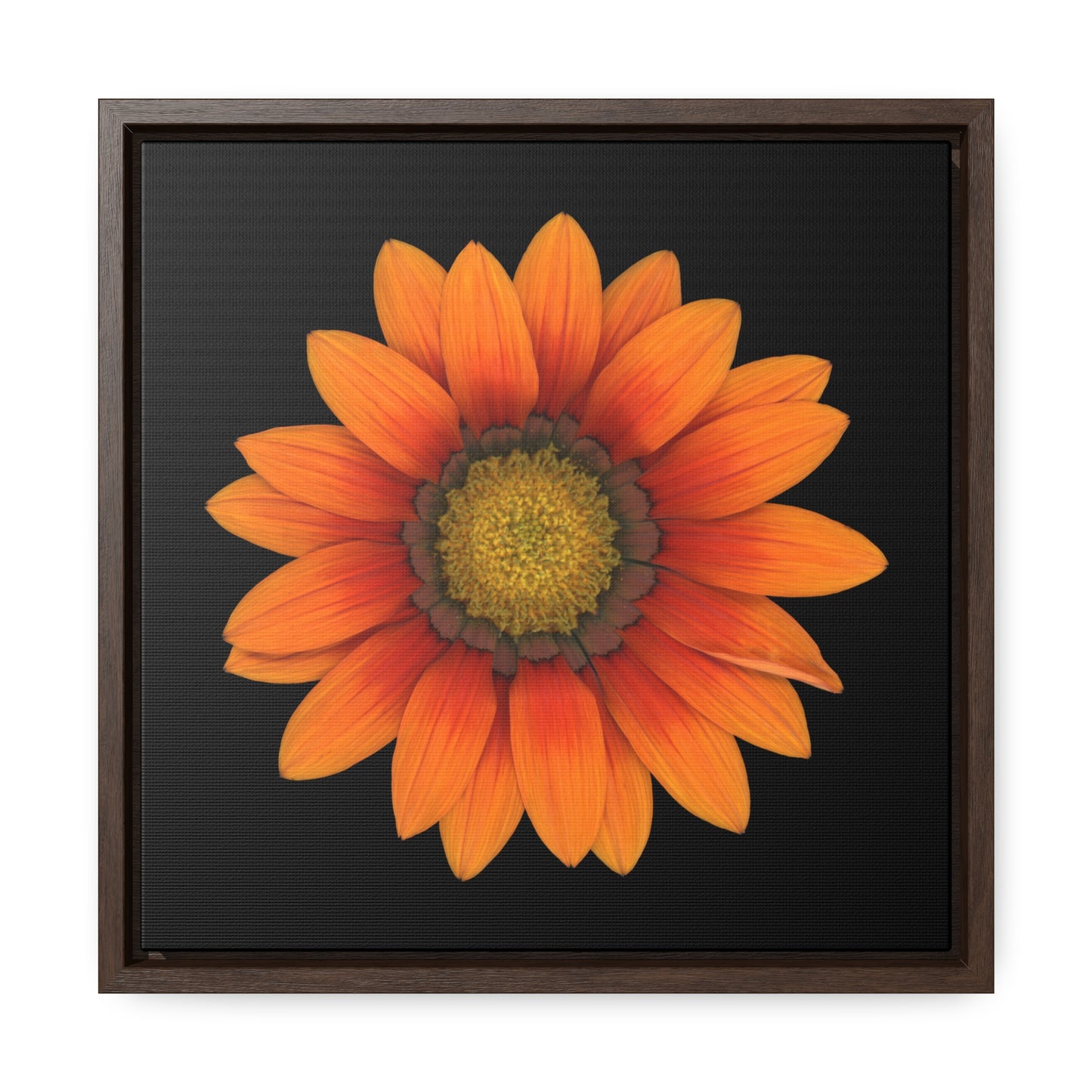 Gazania Flower Orange | Framed Canvas | Black Background