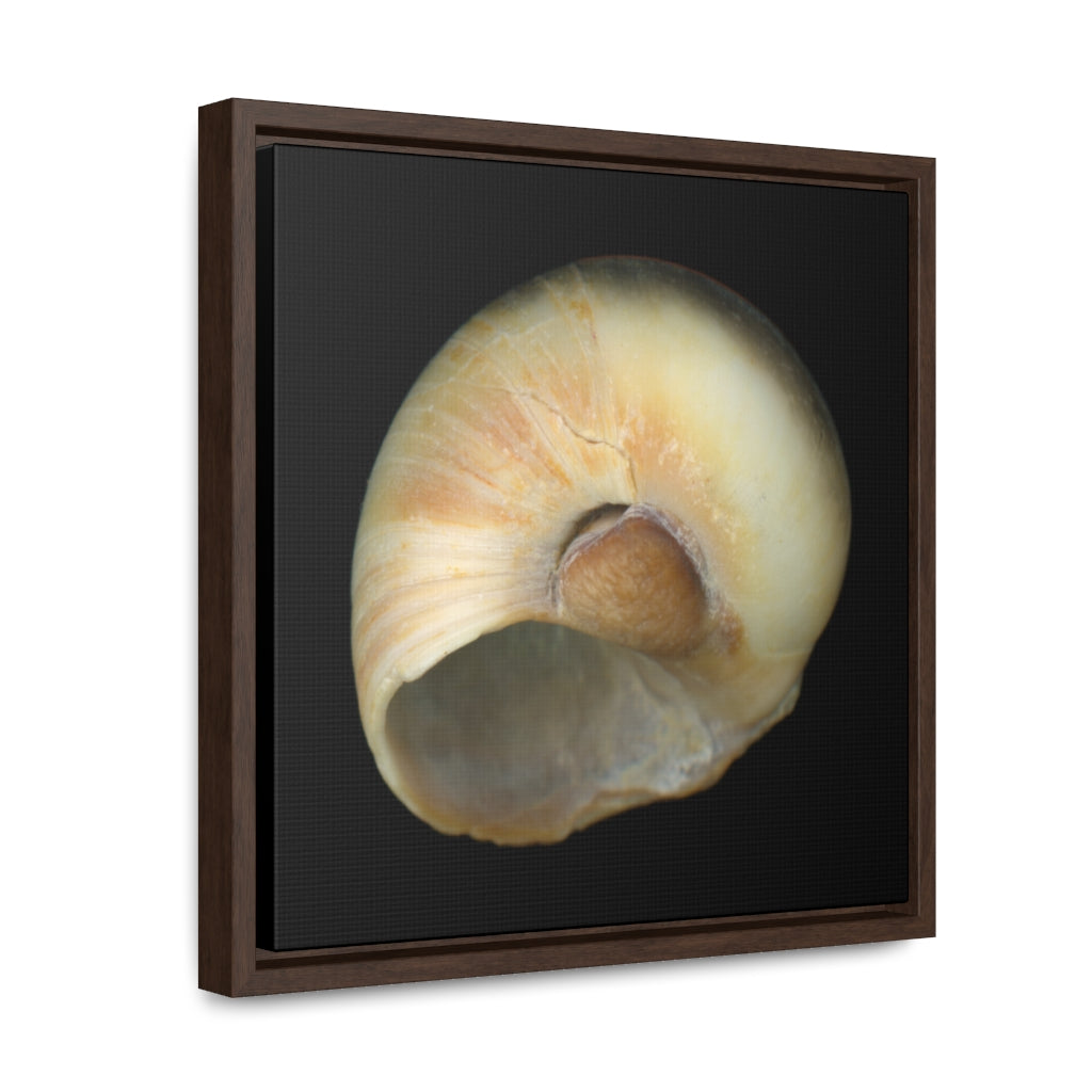 Moon Snail Shell Blue Umbilical | Framed Canvas | Black Background