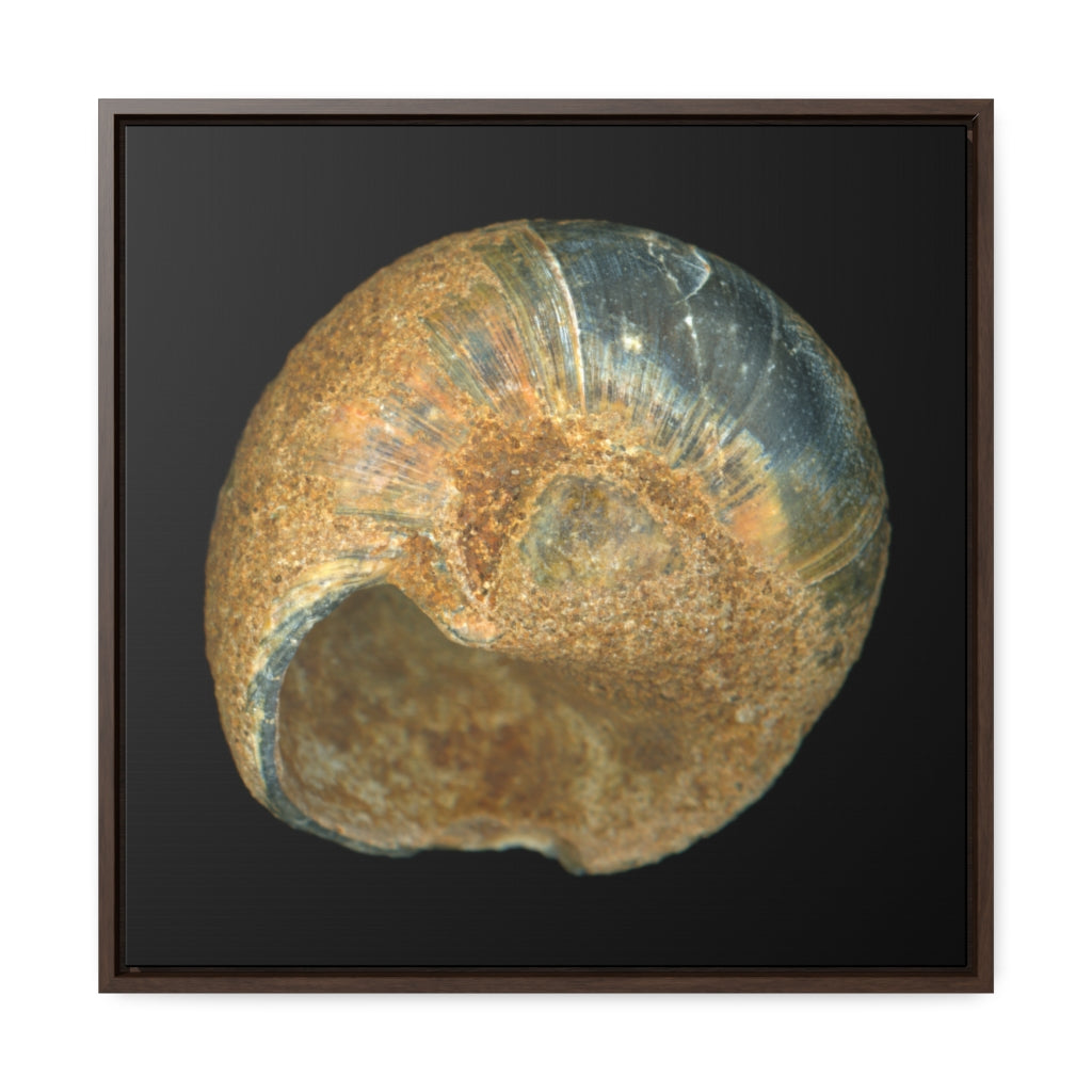 Moon Snail Shell Black & Rust Umbilical | Framed Canvas | Black Background