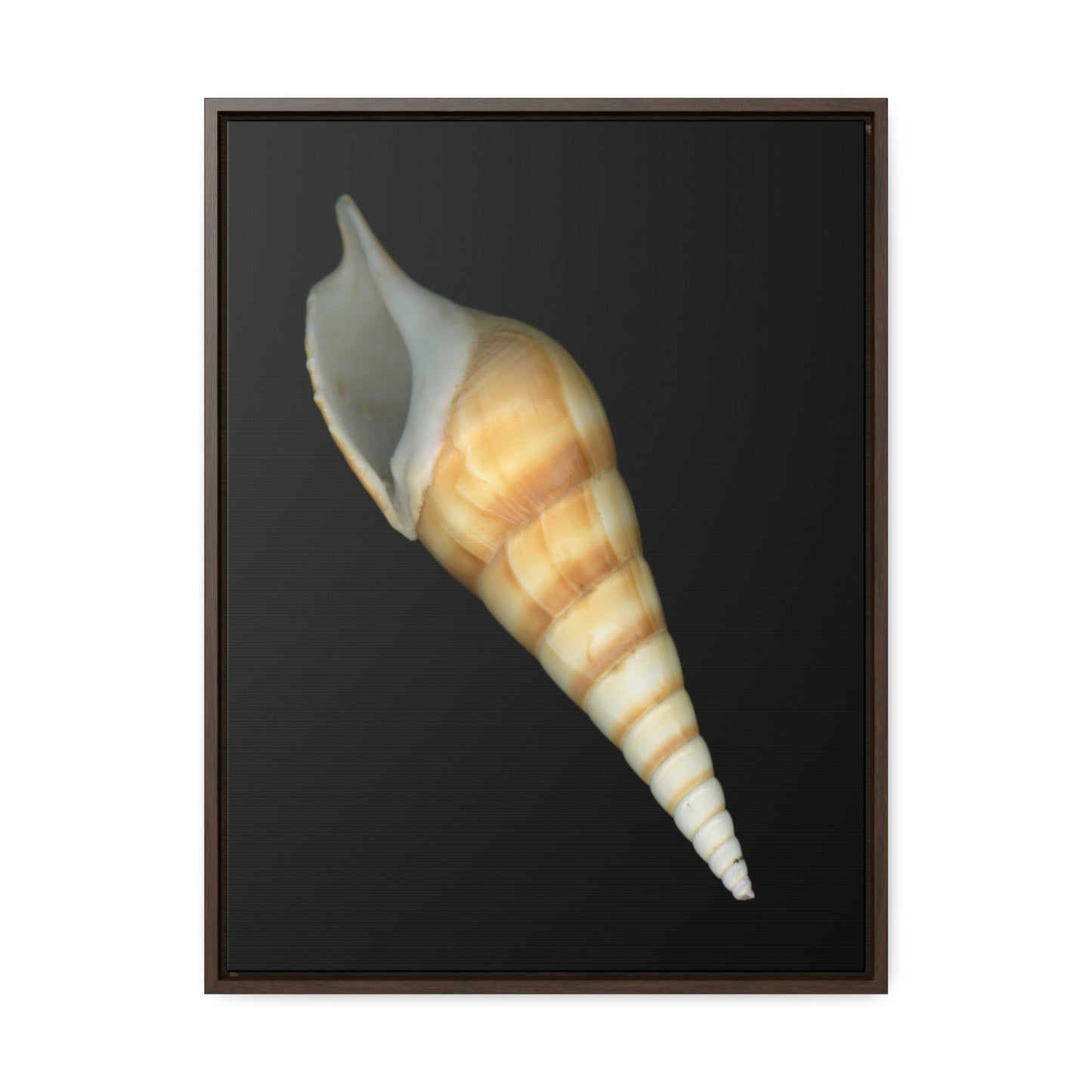 Turrid Shell Tan Apertural | Framed Canvas | Black Background