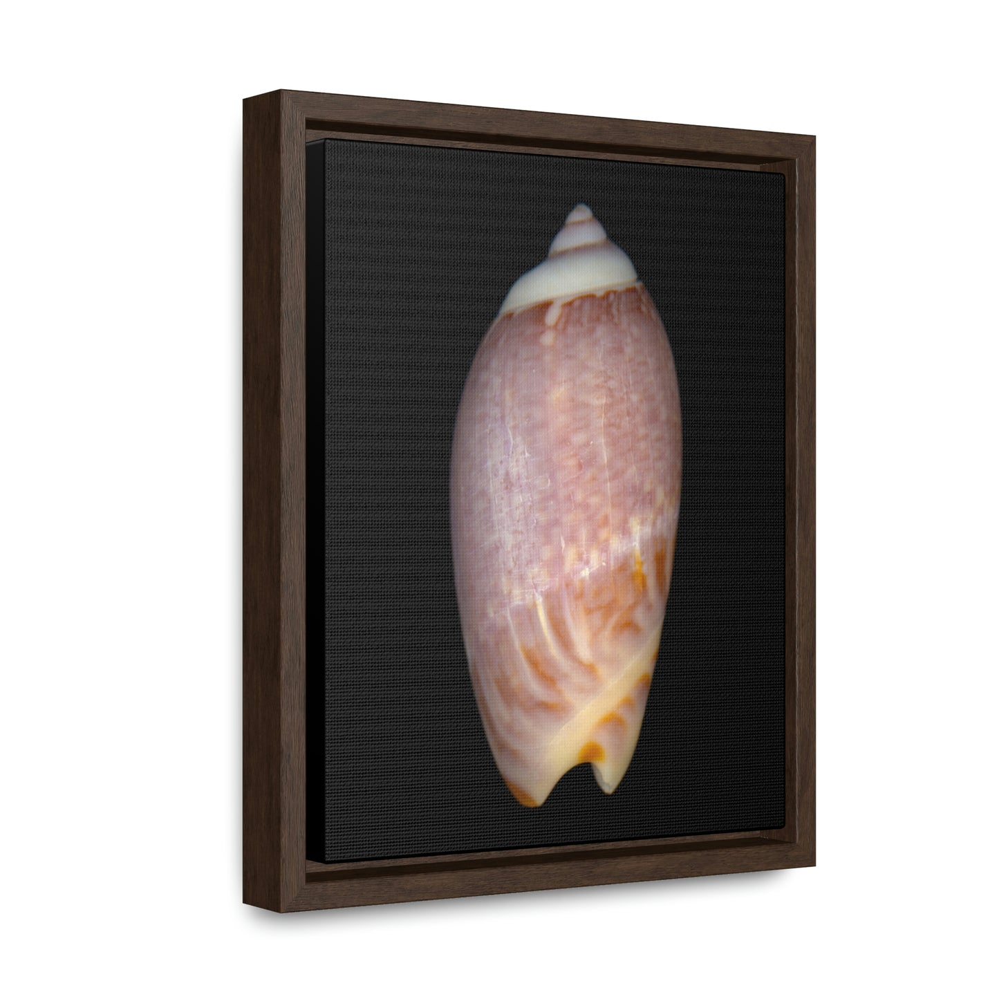 Olive Snail Shell Brown Dorsal | Framed Canvas | Black Background