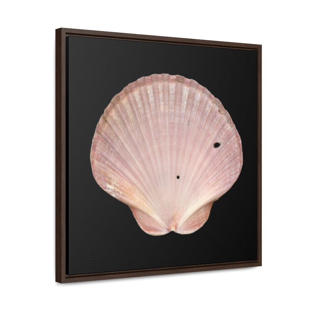 Scallop Shell Magenta Left Interior | Framed Canvas | Black Background