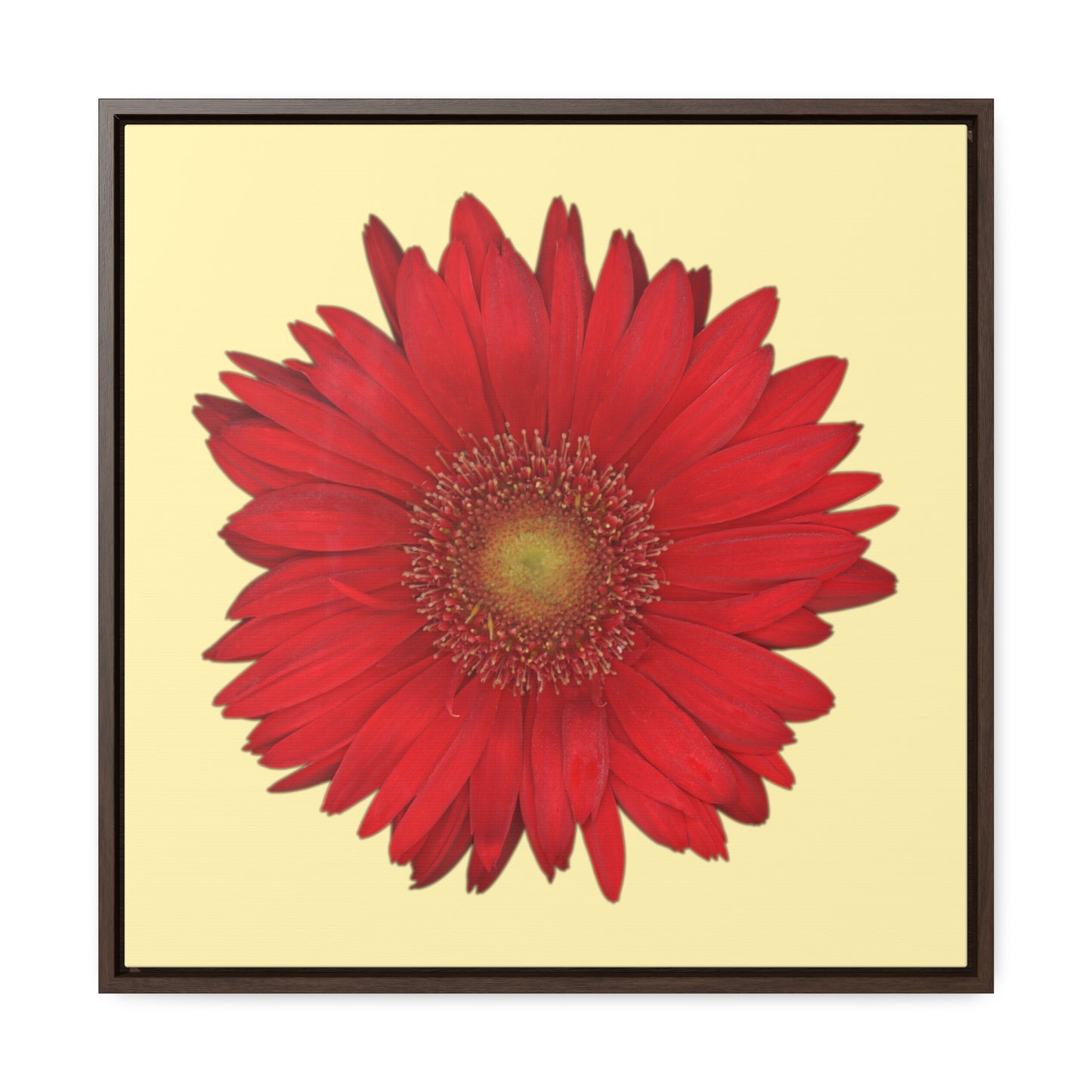 Gerbera Daisy Flower Red | Framed Canvas | Sunshine Background