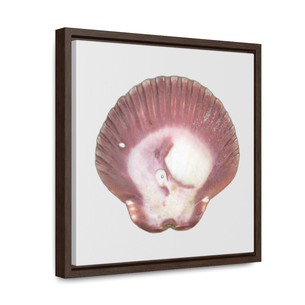 Scallop Shell Magenta Left Exterior | Framed Canvas | Silver Background