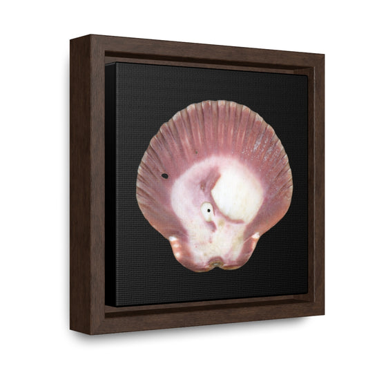 Scallop Shell Magenta Left Exterior | Framed Canvas | Black Background