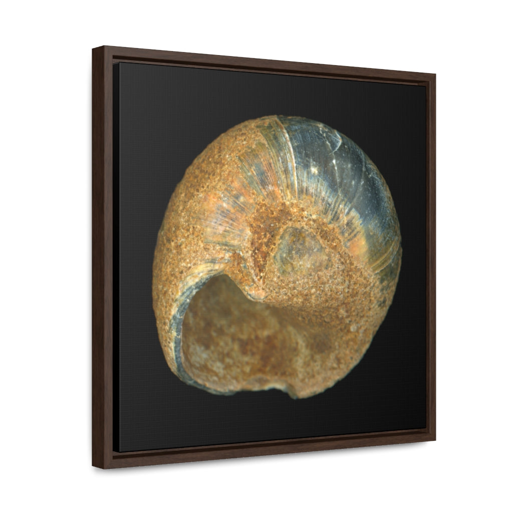 Moon Snail Shell Black & Rust Umbilical | Framed Canvas | Black Background