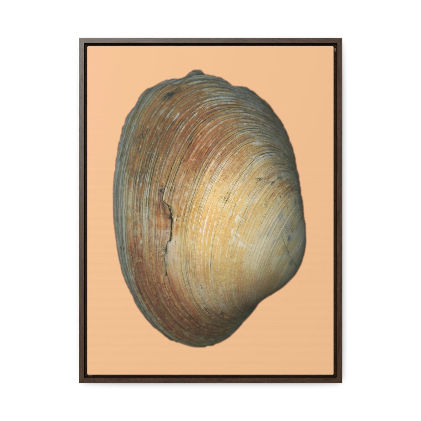 Quahog Clam Shell Purple Right Exterior | Framed Canvas | Desert Tan Background