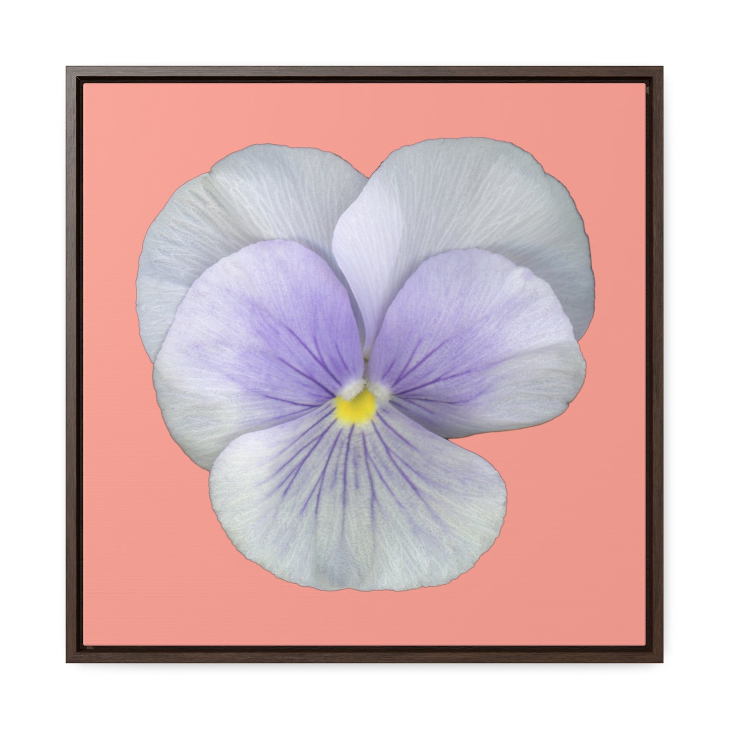 Pansy Viola Flower Lavender | Framed Canvas | Flamingo Pink Background