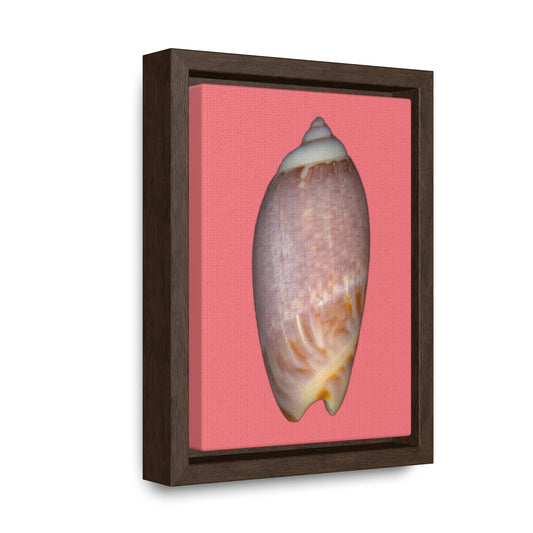 Olive Snail Shell Brown Dorsal | Framed Canvas | Salmon Background