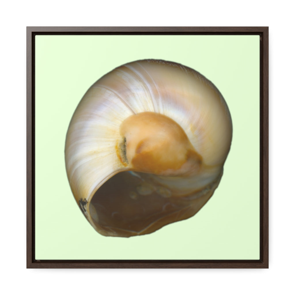 Moon Snail Shell Shark's Eye Umbilical | Framed Canvas | Sea Glass Background