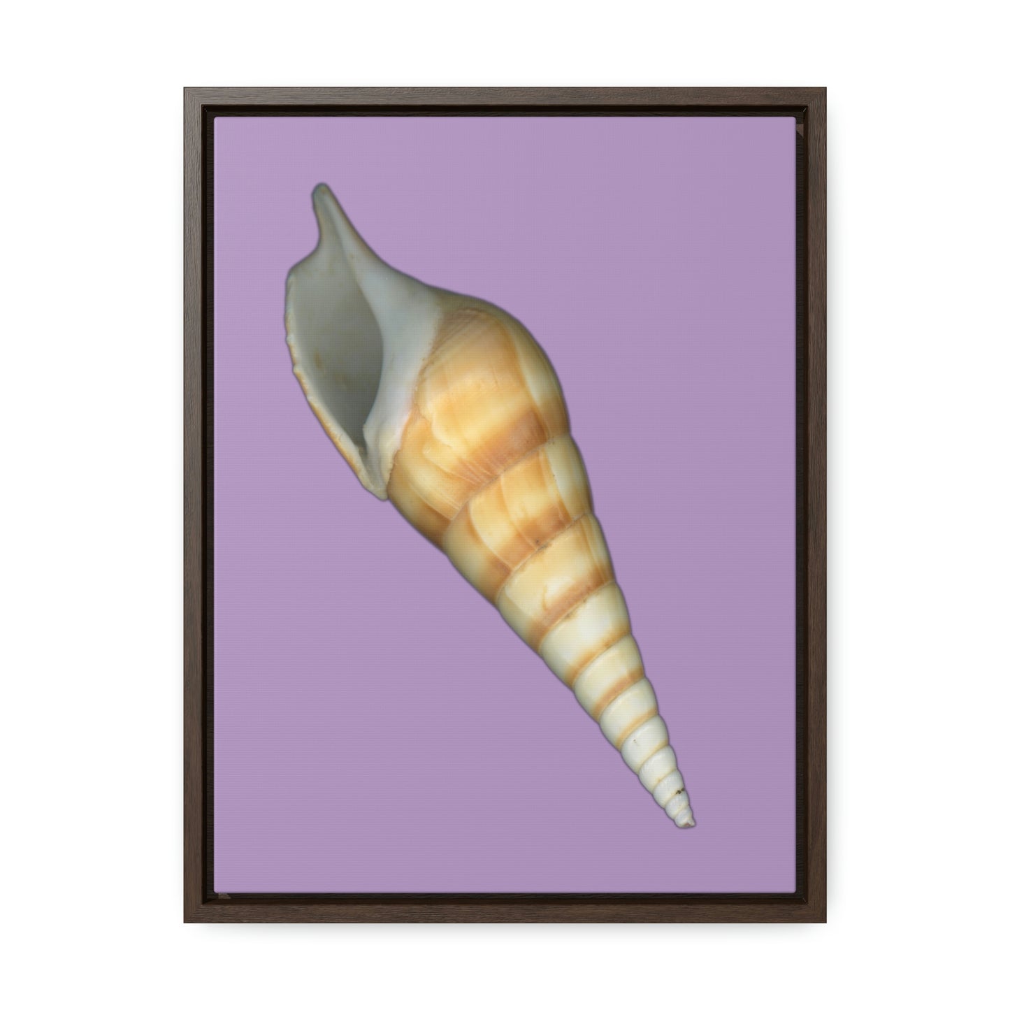 Turrid Shell Tan Apertural | Framed Canvas | Lavender Background