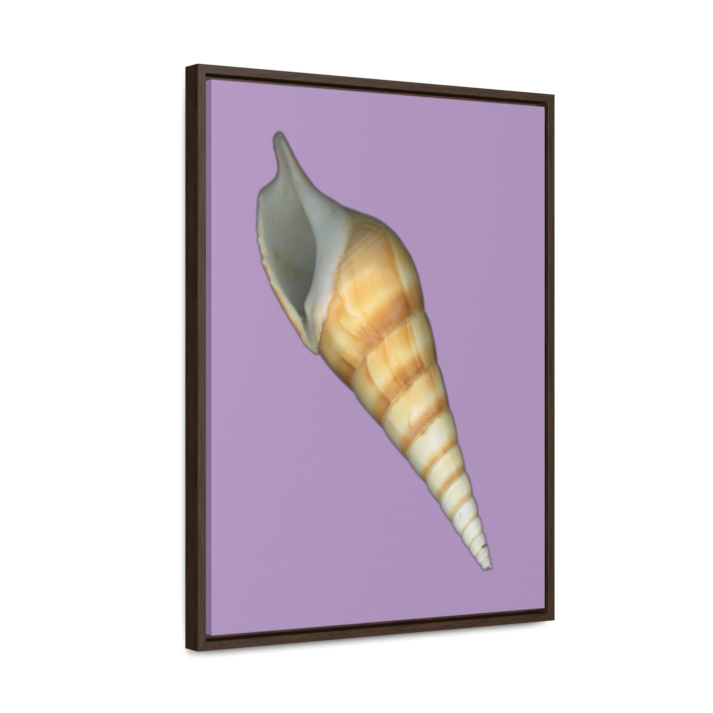 Turrid Shell Tan Apertural | Framed Canvas | Lavender Background