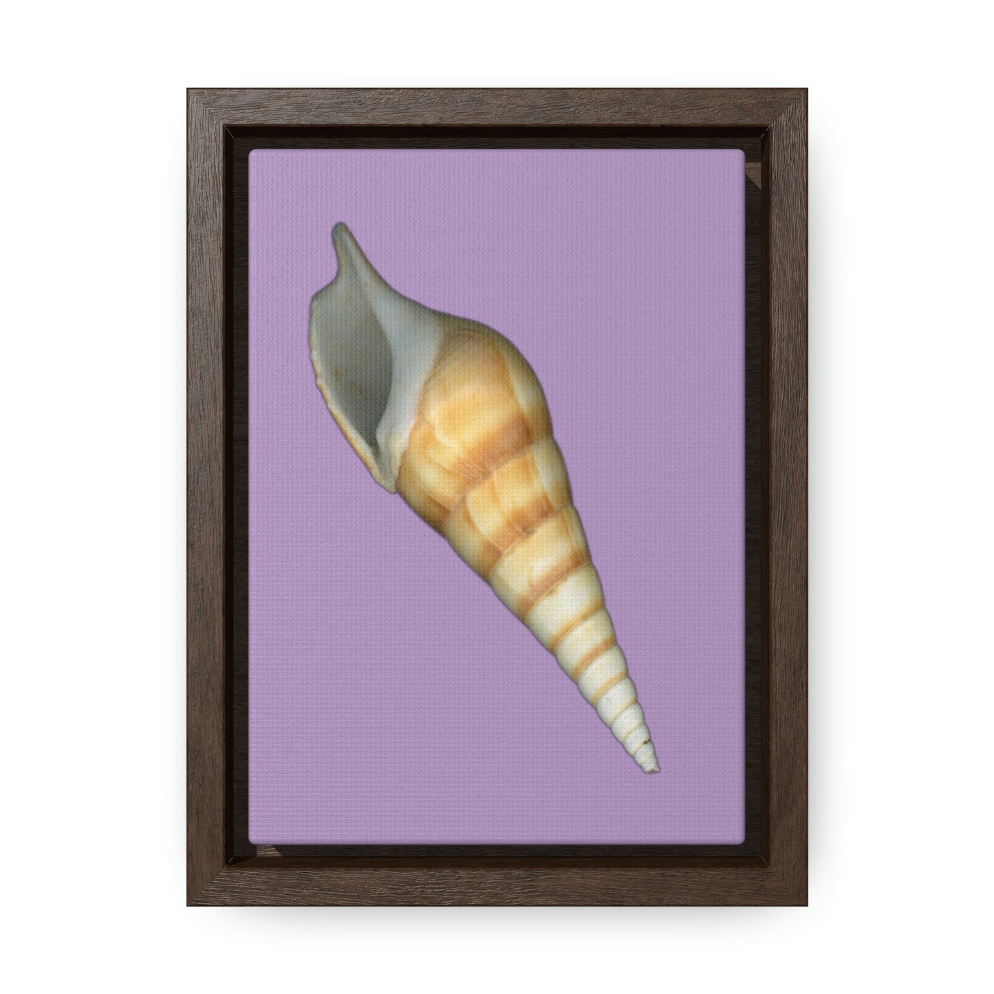 Turrid Shell Tan Apertural | Framed Canvas | Lavender Background