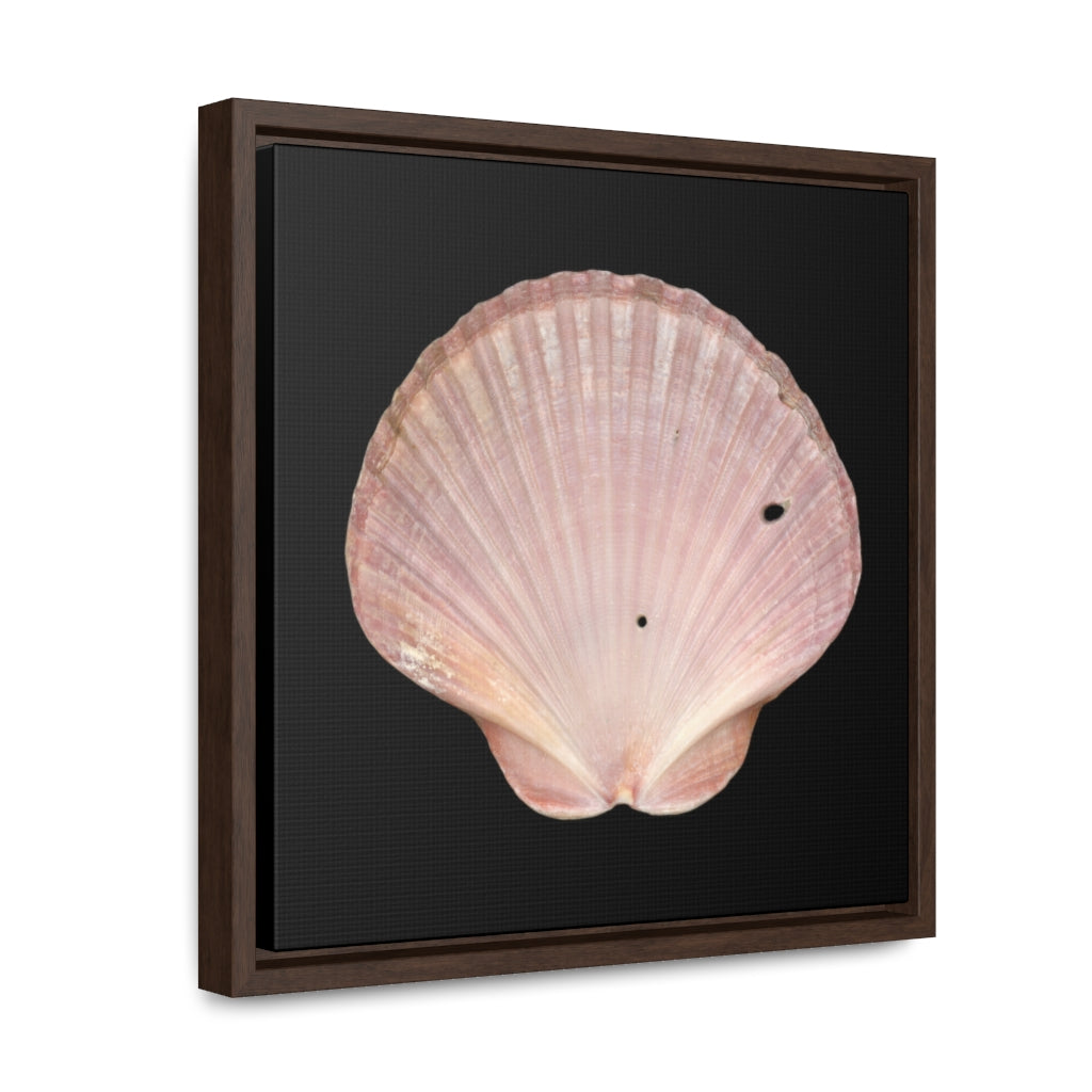 Scallop Shell Magenta Left Interior | Framed Canvas | Black Background