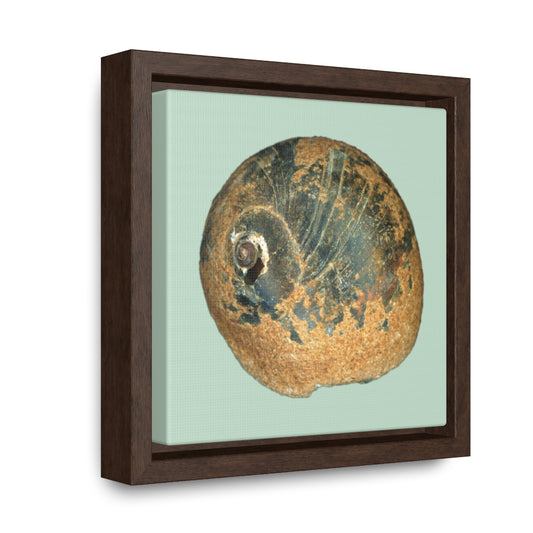 Moon Snail Shell Black & Rust Apical | Framed Canvas | Sage Background