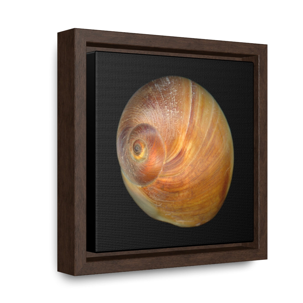 Moon Snail Shell Shark's Eye Apical | Framed Canvas | Black Background