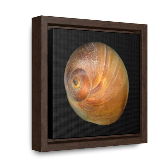 Moon Snail Shell Shark's Eye Apical | Framed Canvas | Black Background