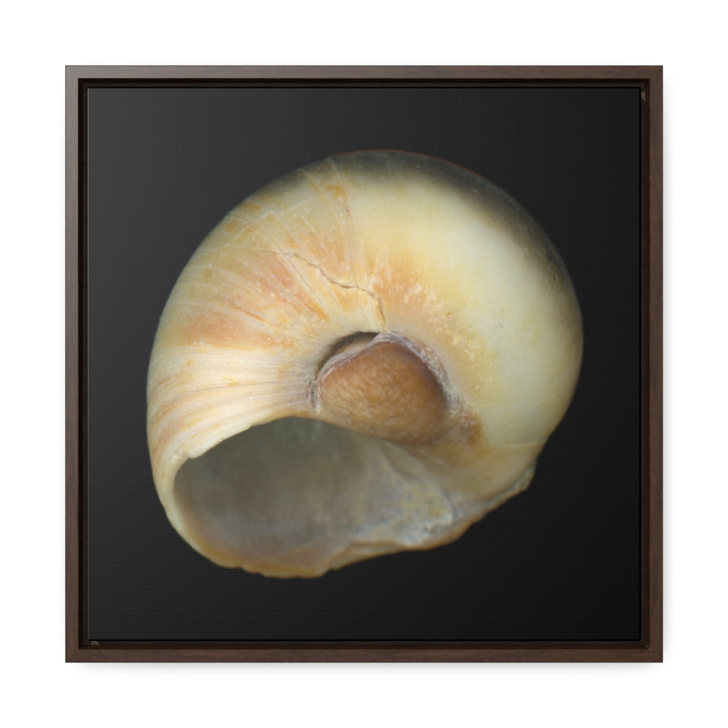 Moon Snail Shell Blue Umbilical | Framed Canvas | Black Background