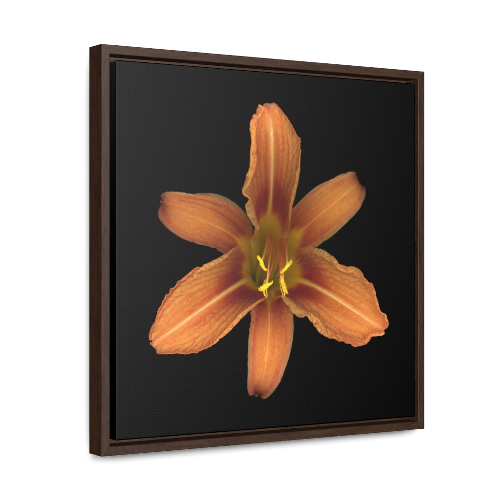 Orange Daylily Flower | Framed Canvas | Black Background