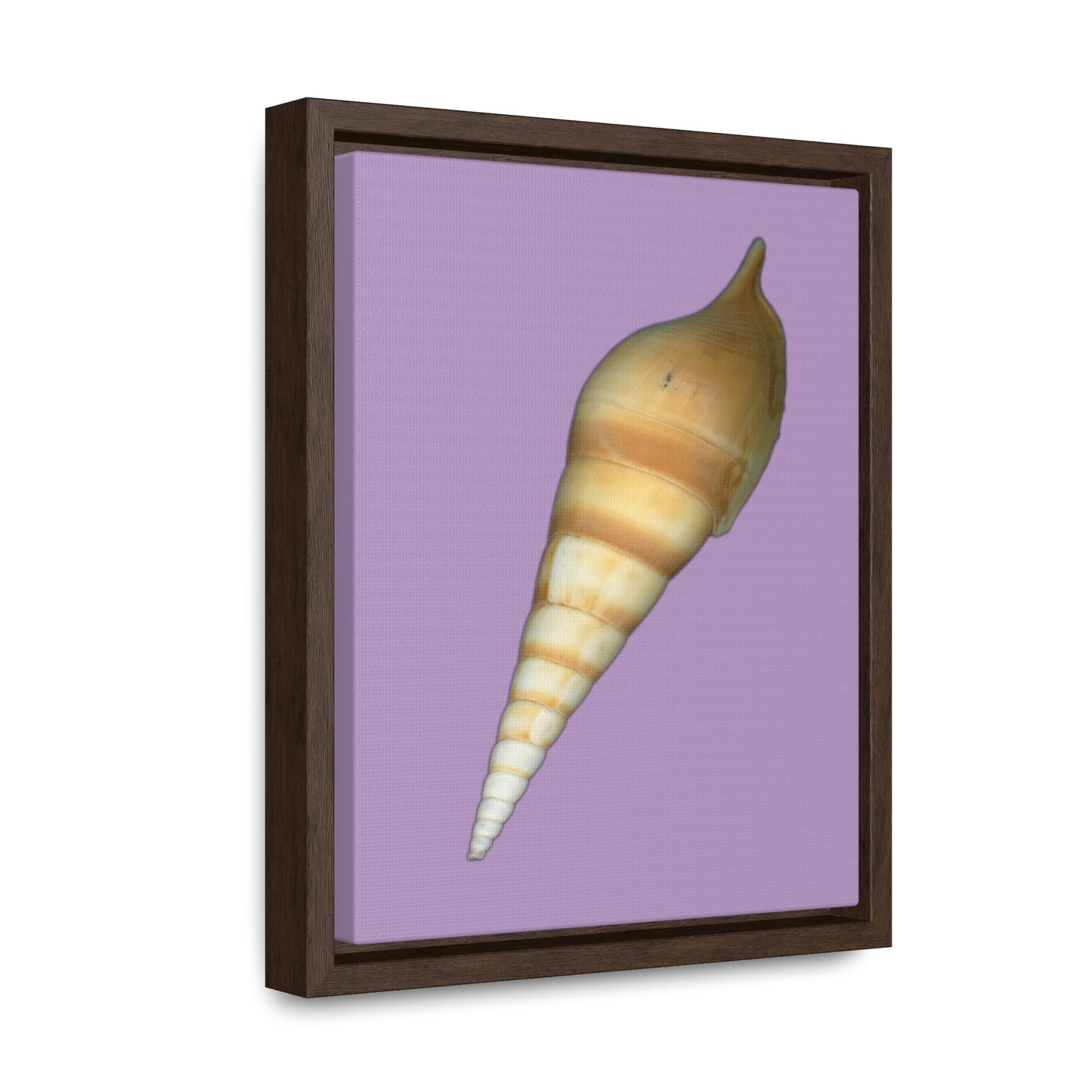 Turrid Shell Tan Dorsal | Framed Canvas | Lavender Background