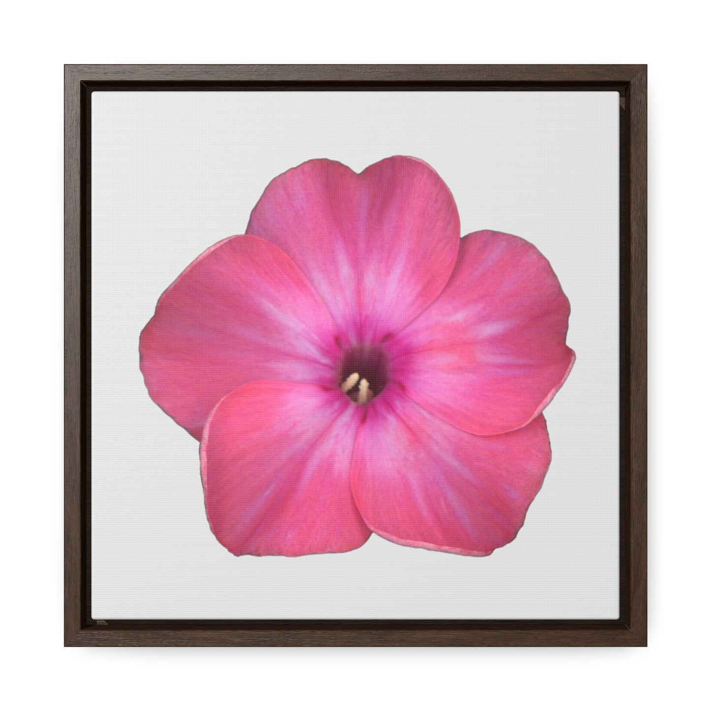 Phlox Flower Detail Pink | Framed Canvas | Silver Background