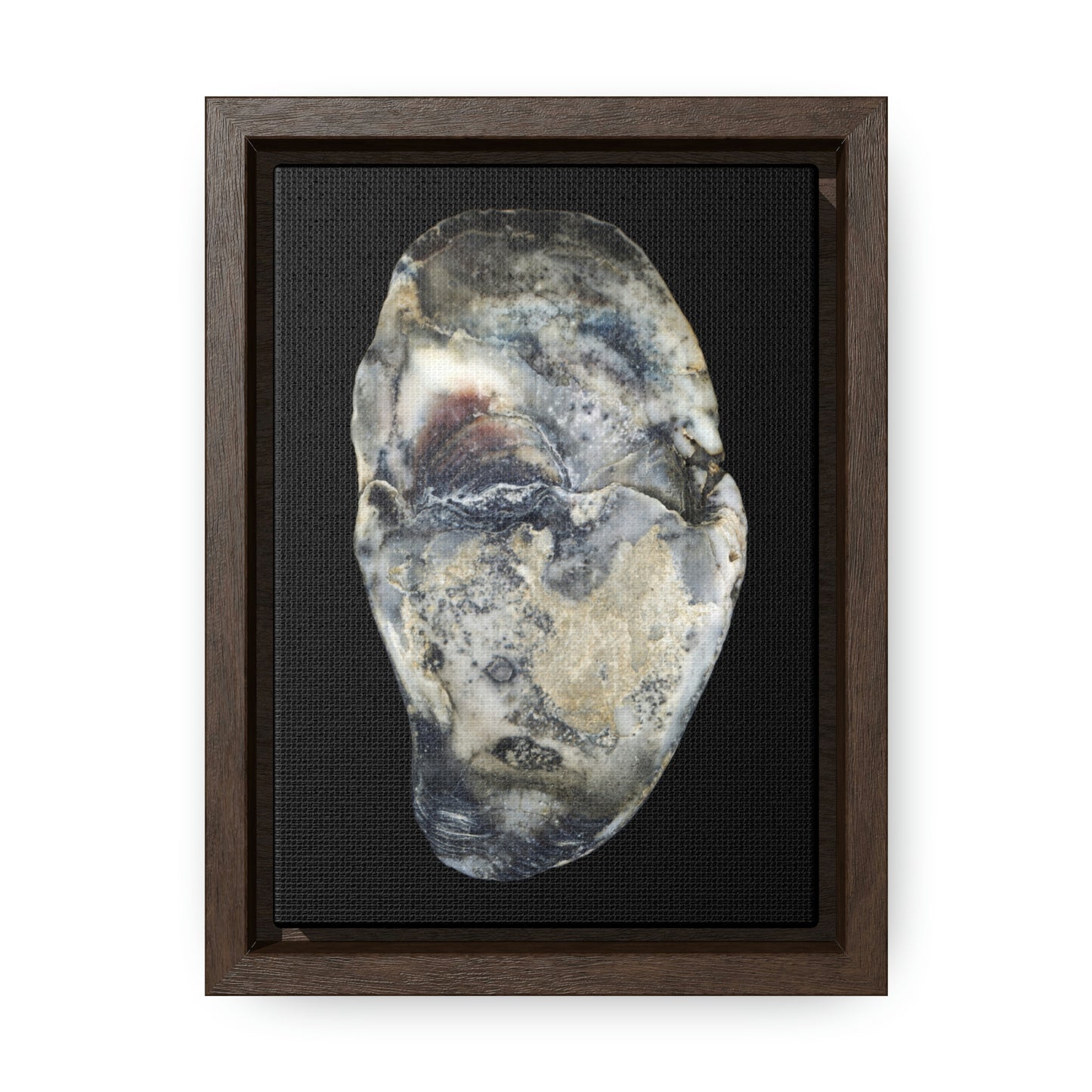 Oyster Shell Blue Right Interior | Framed Canvas | Black Background